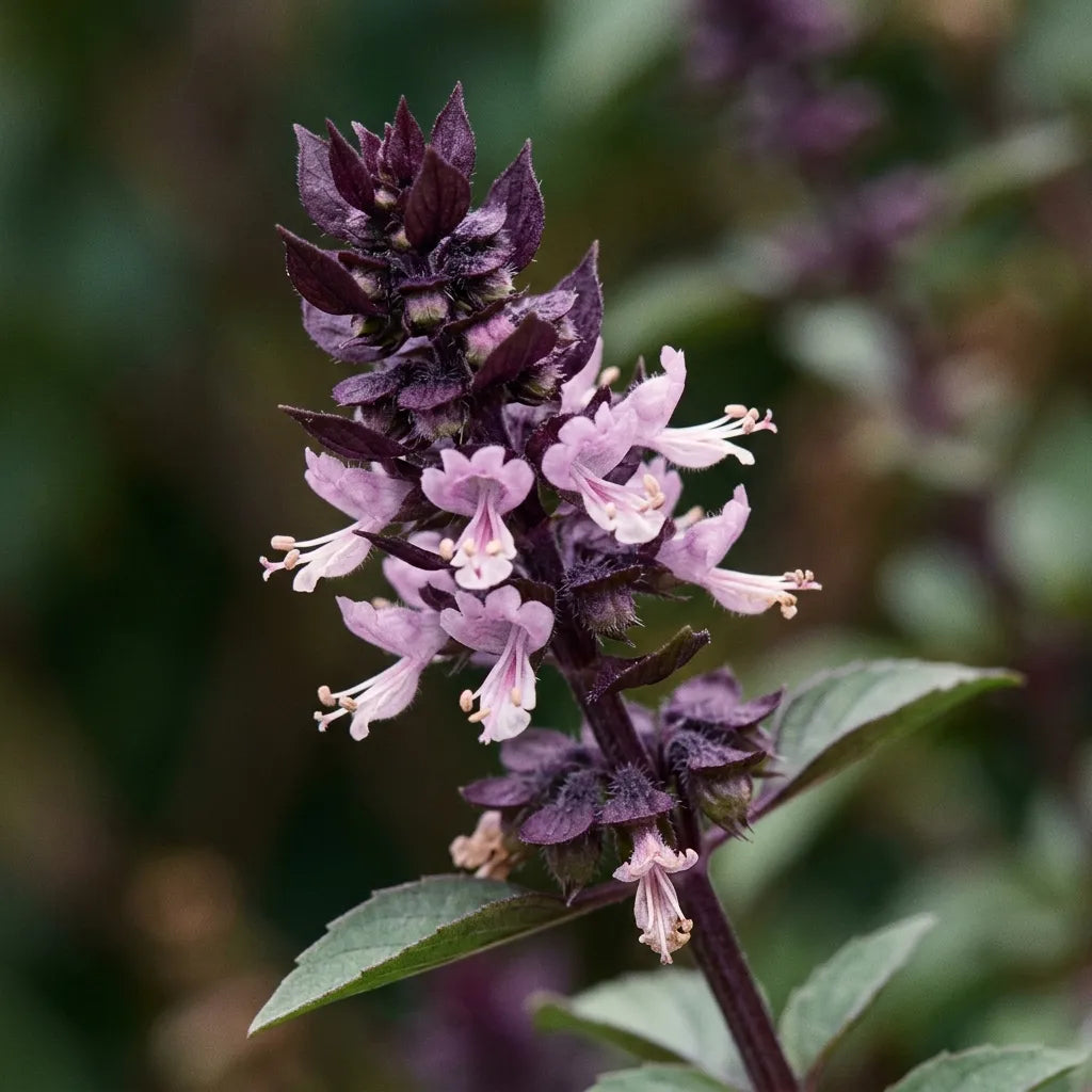 Macro d'un épi de basilic thaï : bractées pourpre foncé imbriquées et petites fleurs bilabiées rose pâle — SemiSauvage