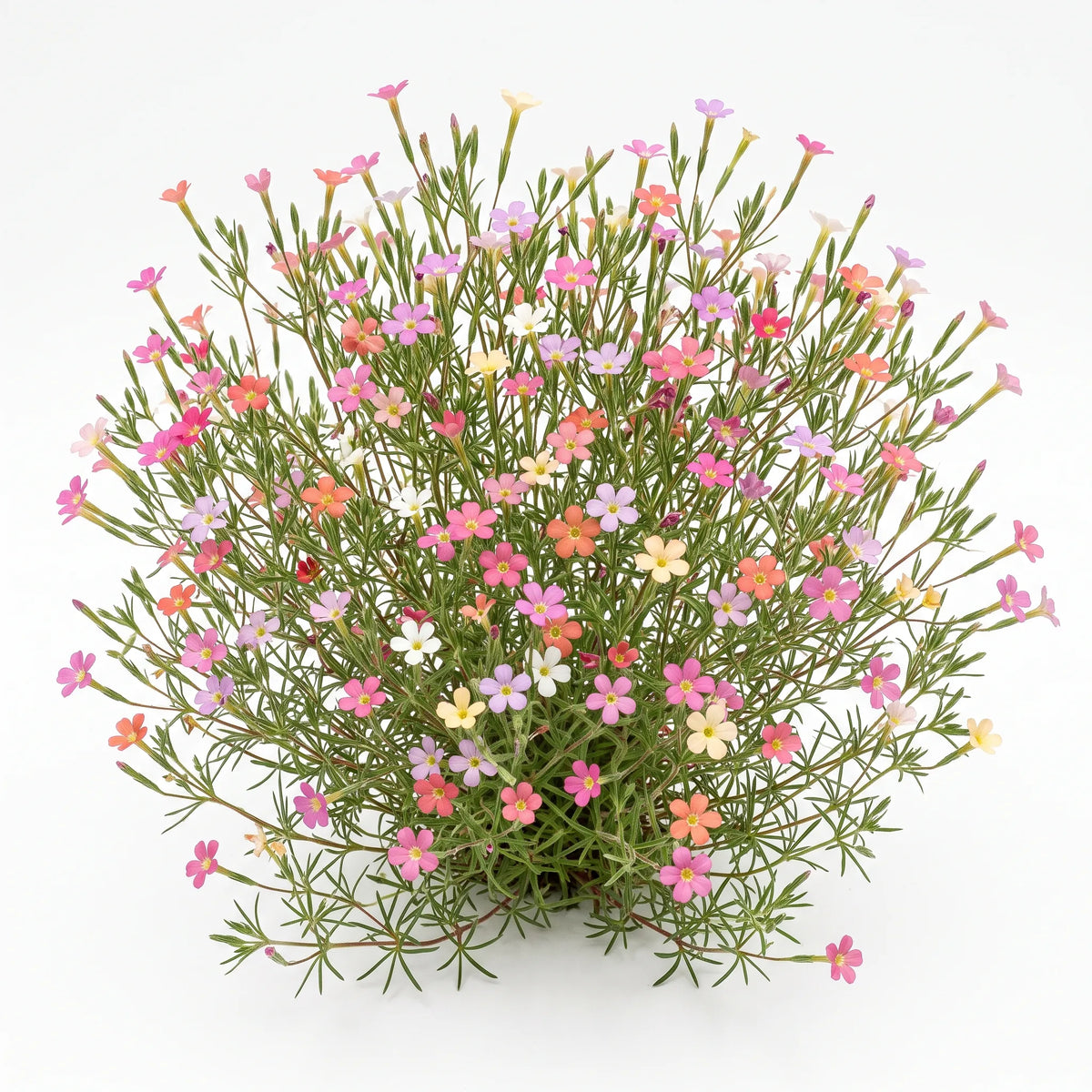 Coussin fleuri de belle californienne (Leptosiphon androsaceus) sur fond blanc, fleurs multicolores