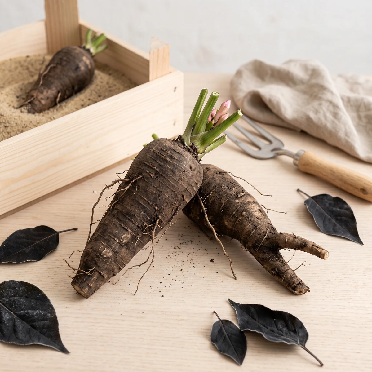 Tubercules de belle de nuit deterres en automne pour hivernage au sec dans une caissette de sable