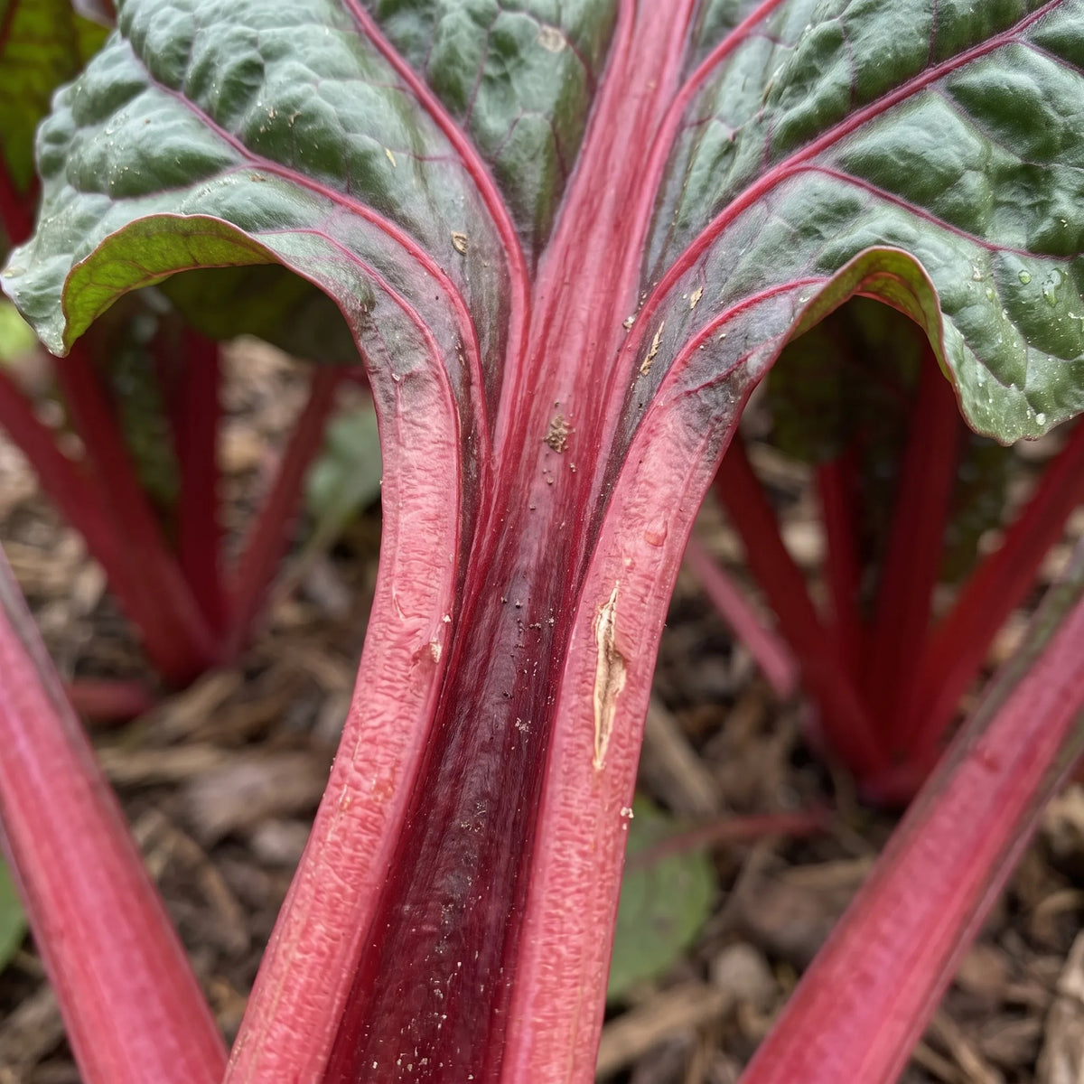 Macro de la cote charnue et striee de la bette a carde Rhubarbe Rouge et depart des nervures