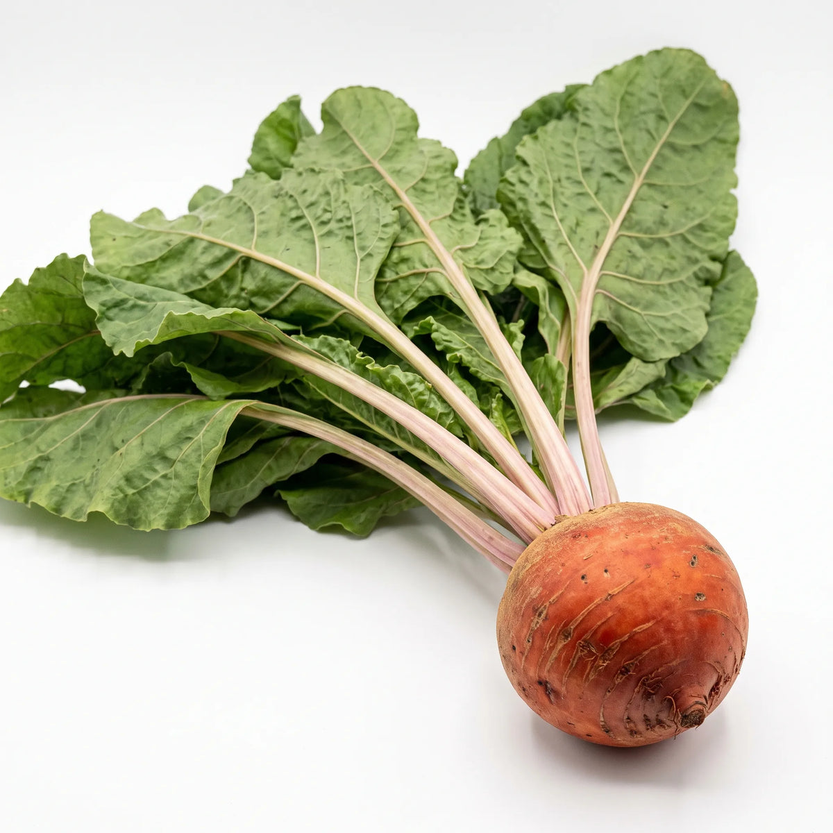 Betterave Chioggia parée avec ses fanes sur fond blanc — graines reproductibles SemiSauvage
