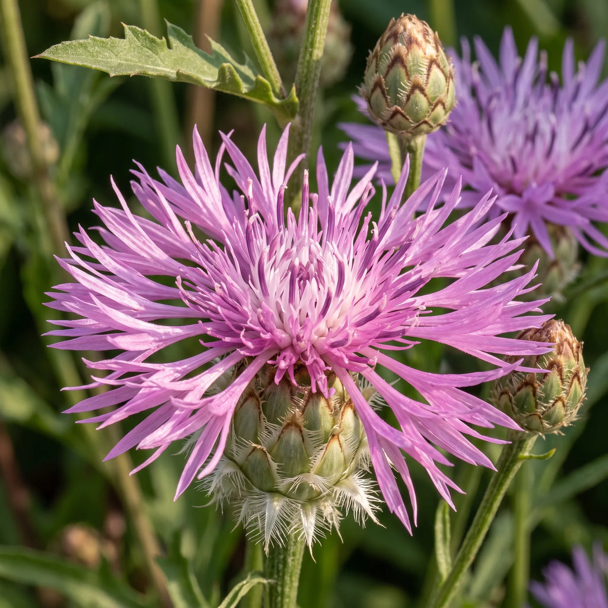 Macro d'un capitule de bleuet impérial aux fleurons découpés en lanières — SemiSauvage