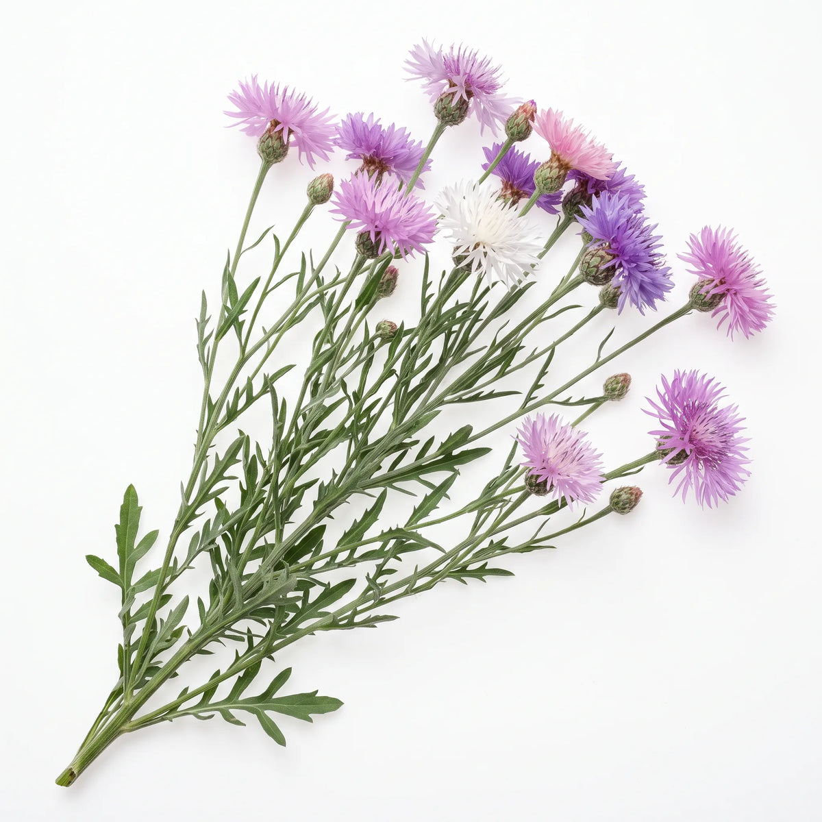 Pied entier de bleuet impérial en fleurs sur fond blanc — SemiSauvage