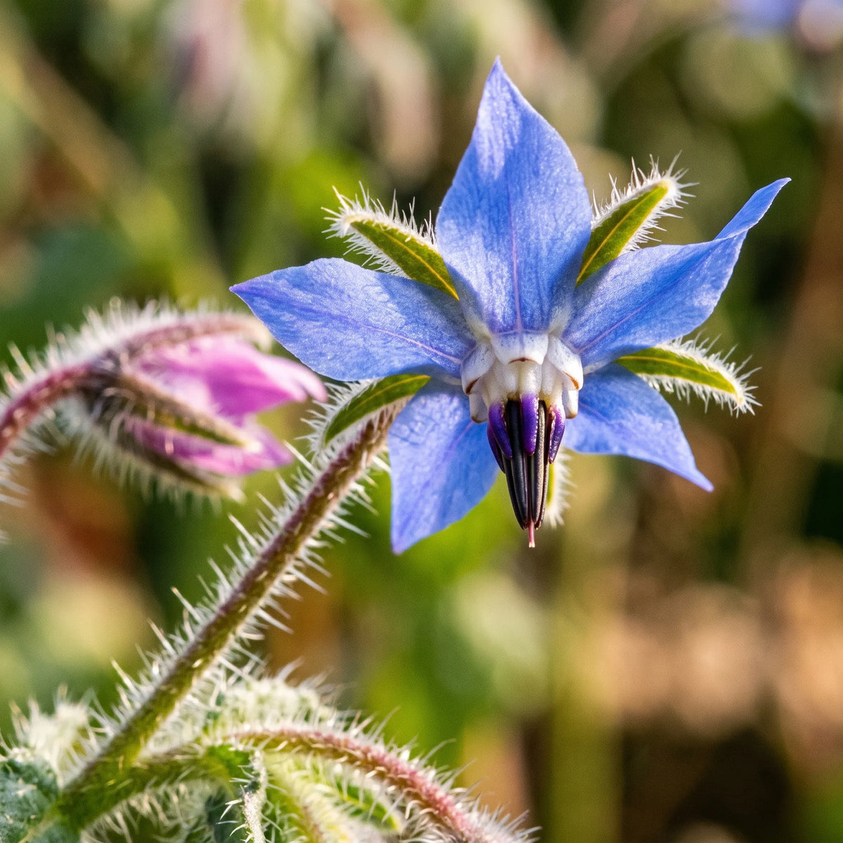 Macro d'une fleur de bourrache à cône d'anthères noir et sépales hérissés — SemiSauvage
