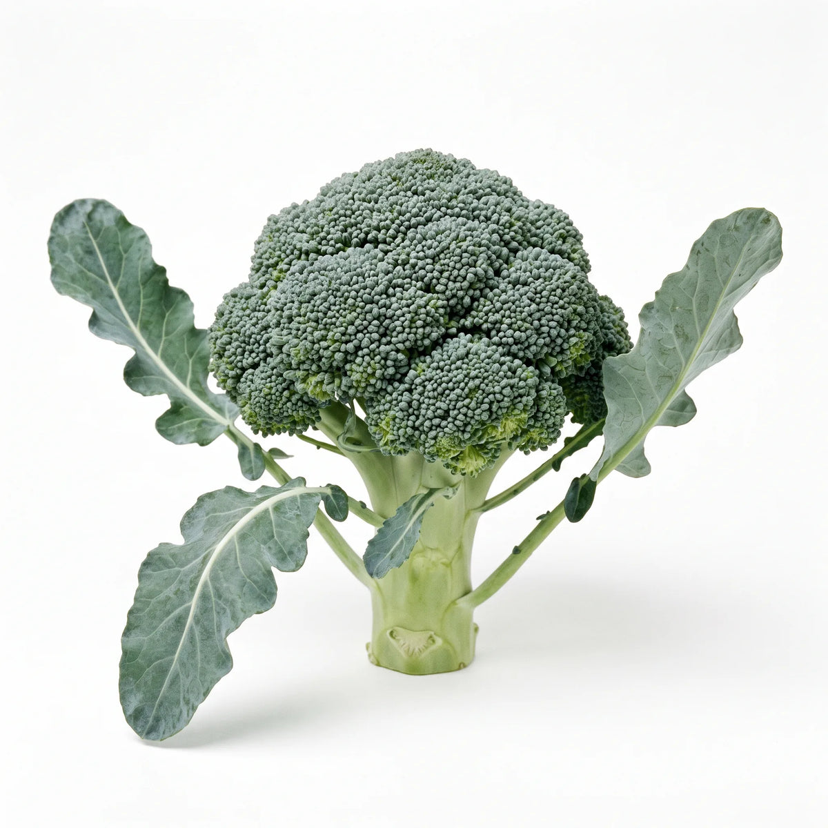 Tête de brocoli vert calabrais sur sa tige et ses feuilles glauques, sur fond blanc