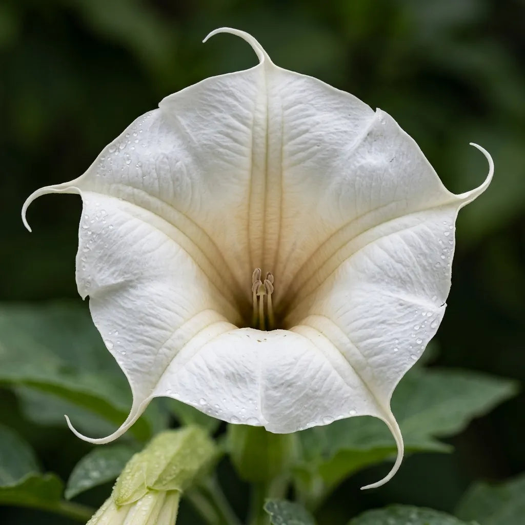 Pavillon d'une fleur de Brugmansia vu en contre-plongée, cinq pointes recourbées, macro — SemiSauvage