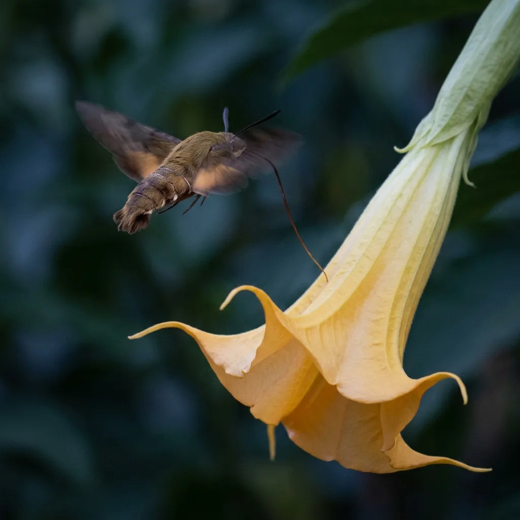 Sphinx butinant une trompette des anges jaune à la tombée de la nuit — SemiSauvage