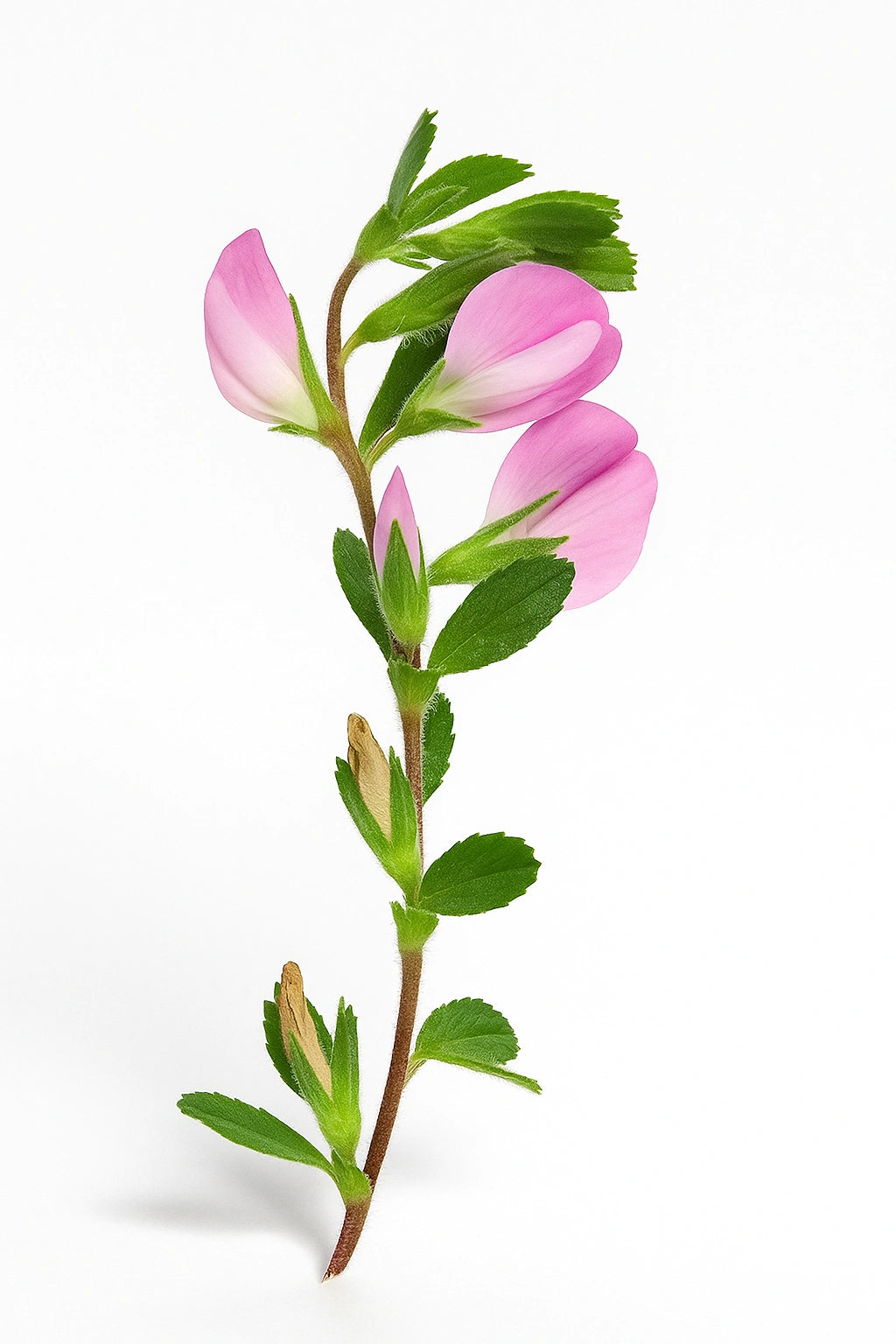 50 Graines de Bugrane Epineuse (Ononis Spinosa)