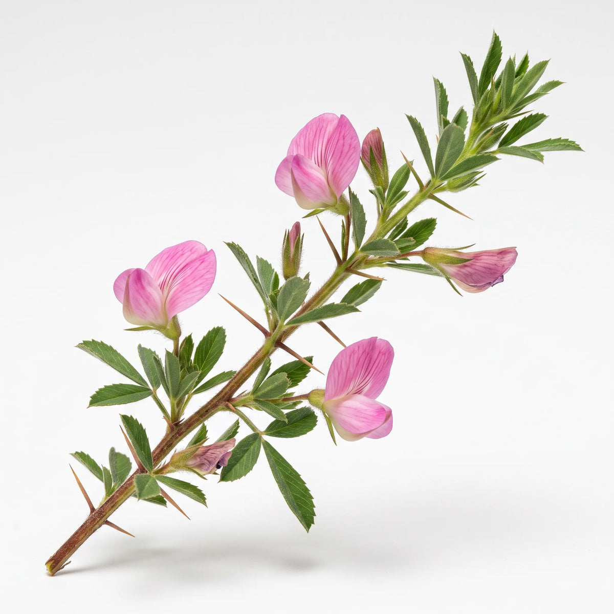 Rameau fleuri de bugrane épineuse (Ononis spinosa) sur fond blanc — graines reproductibles SemiSauvage