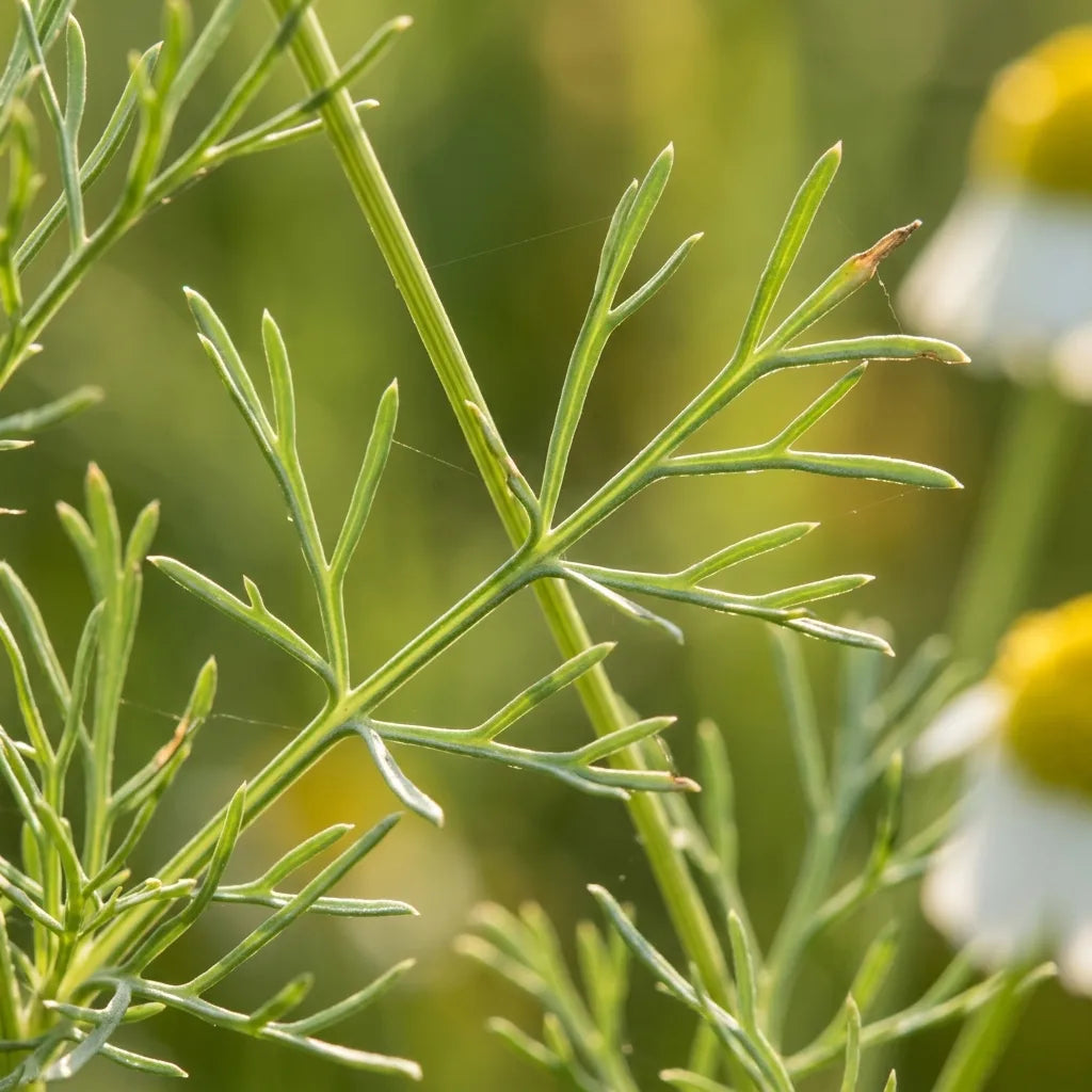 Macro du feuillage filiforme et glabre de la camomille matricaire — SemiSauvage