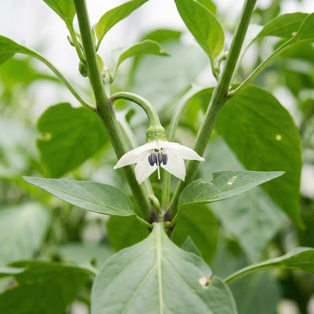 La fleur royale du poivron, née dans l'angle de la première fourche : à pincer pour favoriser la ramification — SemiSauvage
