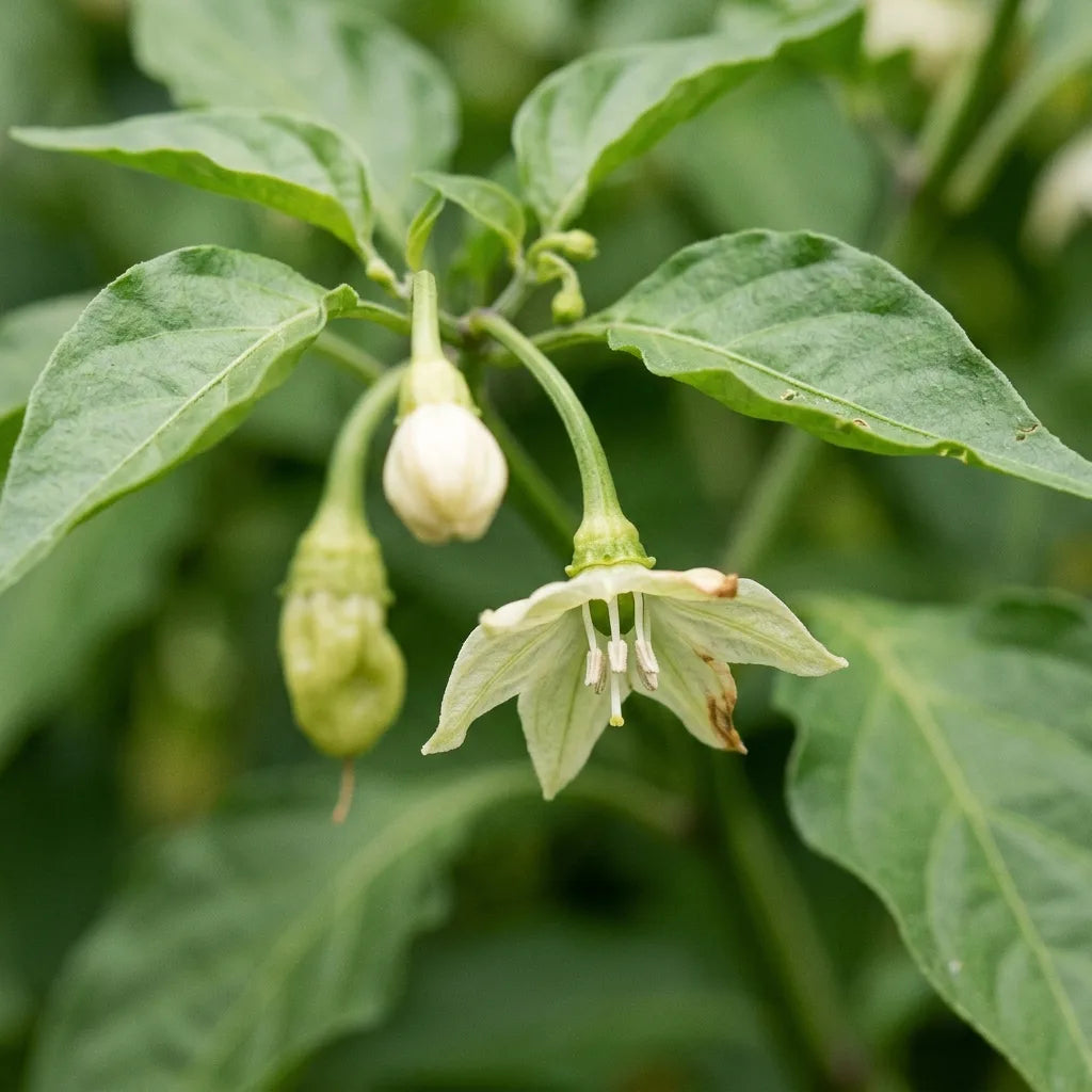 Macro de profil d'une fleur de Capsicum chinense : corolle blanc crème penchée et calice à collerette annulaire — SemiSauvage