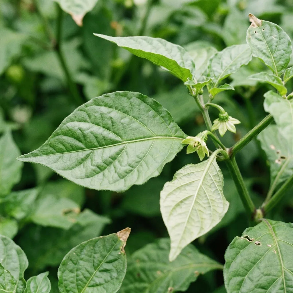 Macro du feuillage du Bhut Jolokia : grandes feuilles alternées, gaufrées et finement velues — SemiSauvage