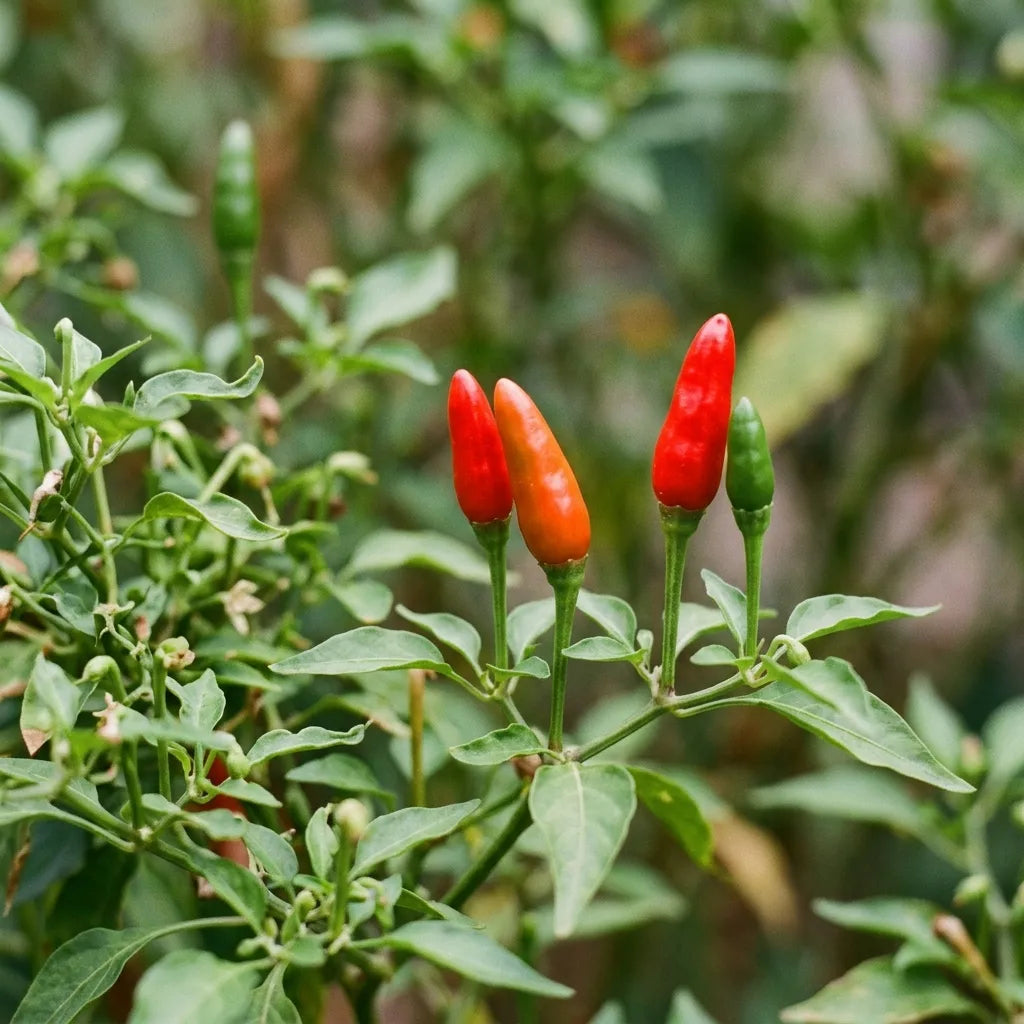 Macro des fruits du piment oiseau : petits cônes lisses pointés à la verticale vers le haut — SemiSauvage