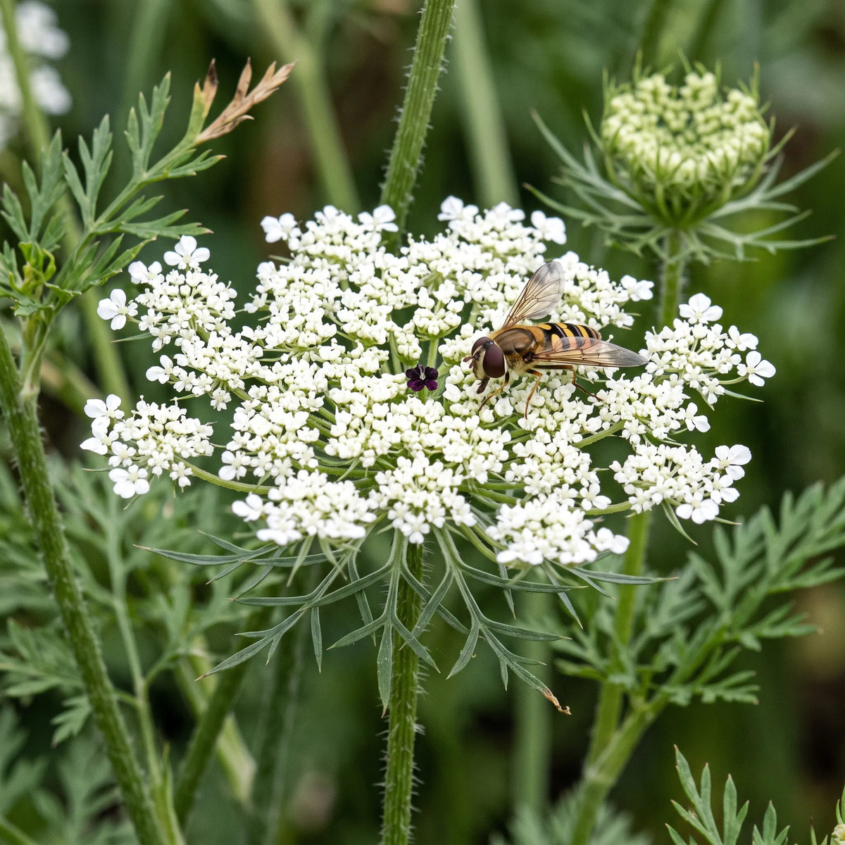 Ombelle blanche de carotte en deuxieme annee avec sa fleur centrale pourpre et un syrphe