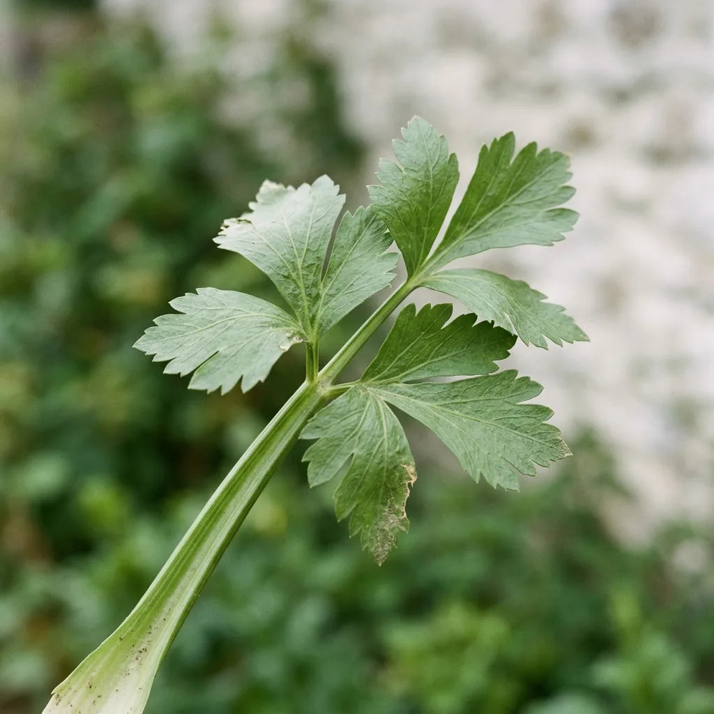 Feuille de céleri branche : trois à cinq folioles larges, triangulaires et grossièrement dentées sur un pétiole cannelé — SemiSauvage