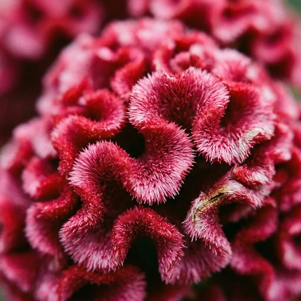 Macro de la crête d'une célosie : circonvolutions plicatées et texture veloutée faite de fleurs minuscules — SemiSauvage