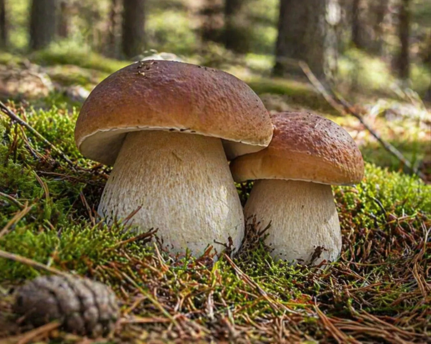 Cèpes de Bordeaux en forêt sur mousse et aiguilles de pin – culture naturelle du mycélium SemiSauvage