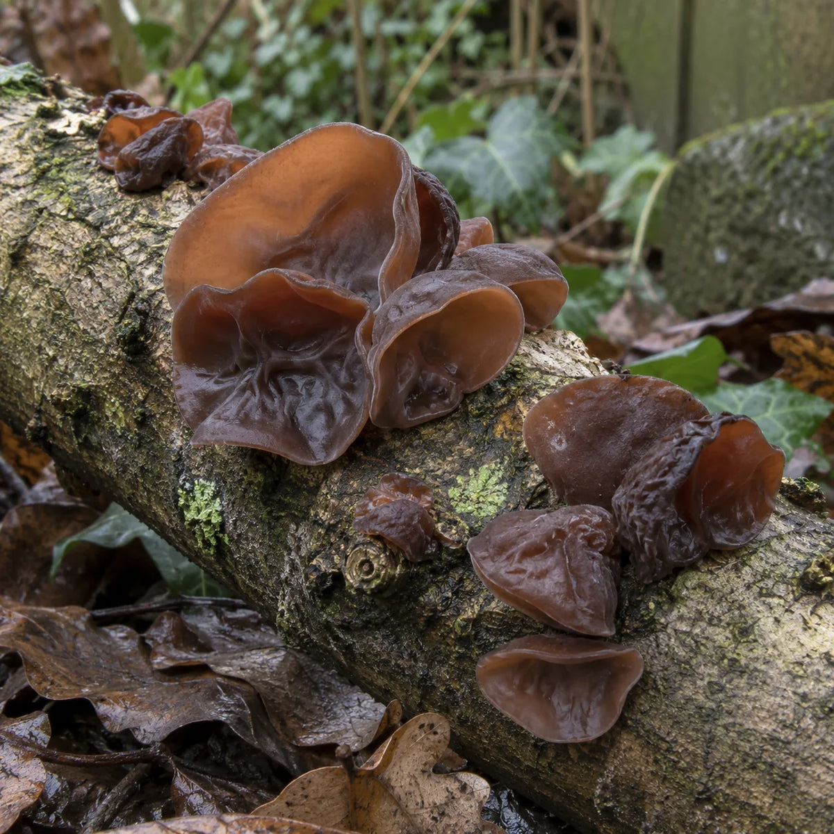 Champignons noirs en forme d’oreille sur une branche de bois mort.