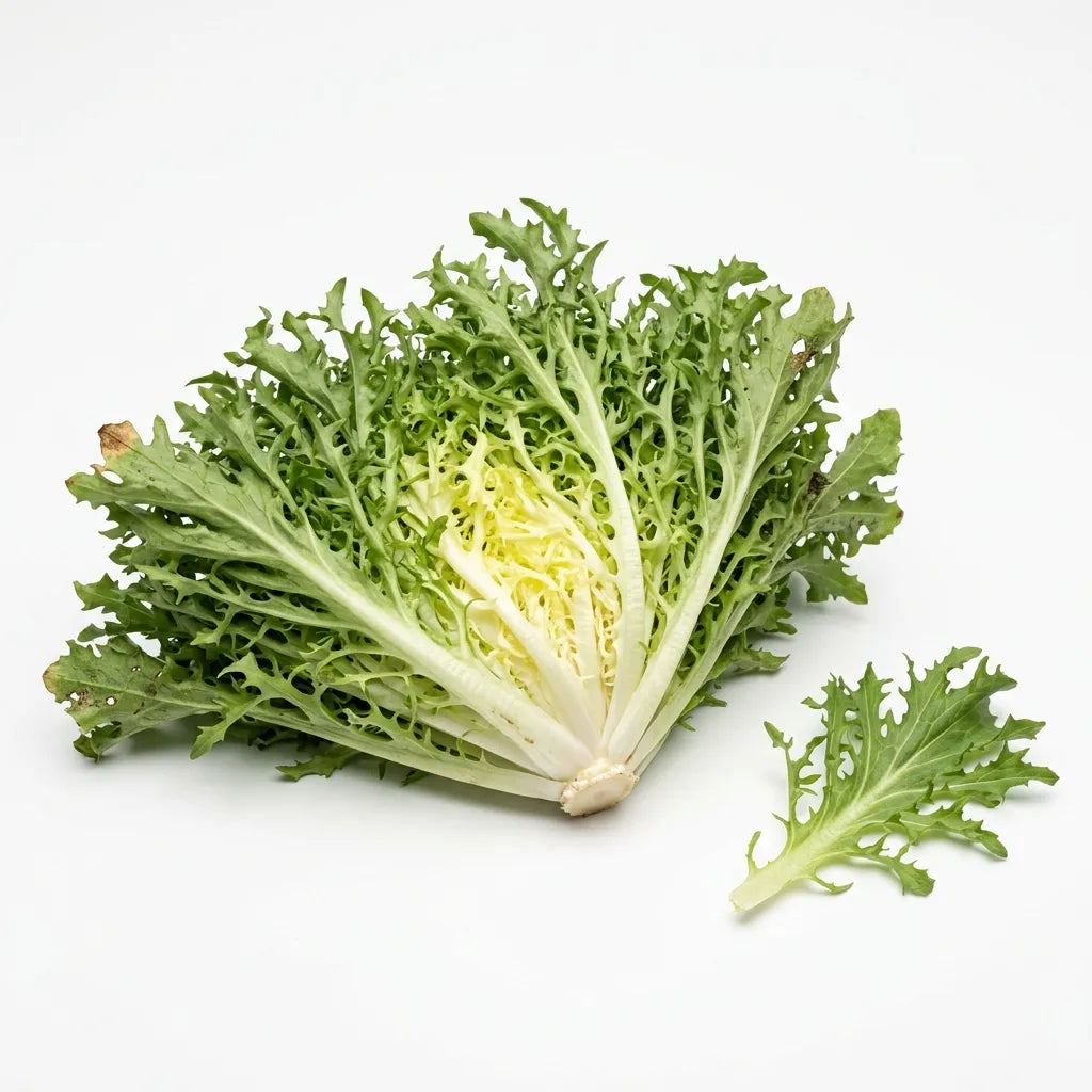 Pomme de chicorée frisée (Cichorium endivia) au cœur blanchi, sur fond blanc — SemiSauvage