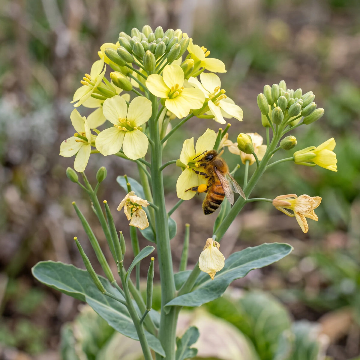 Montee a graines du chou cabus en deuxieme annee, fleurs jaunes en croix et abeille domestique