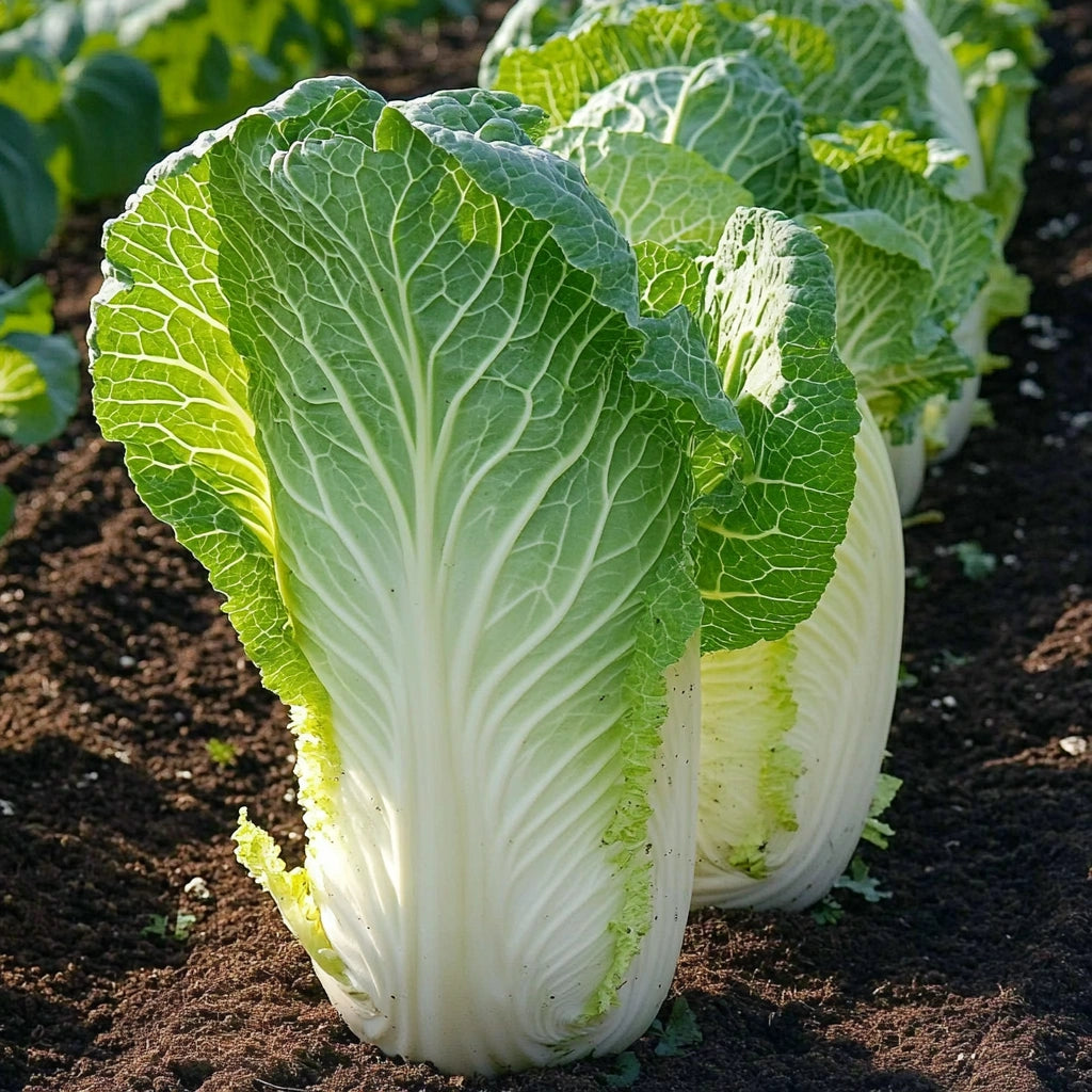 250 Graines de Chou Chinois Pé-Tsaï Granaat (Brassica rapa pekinensis)
