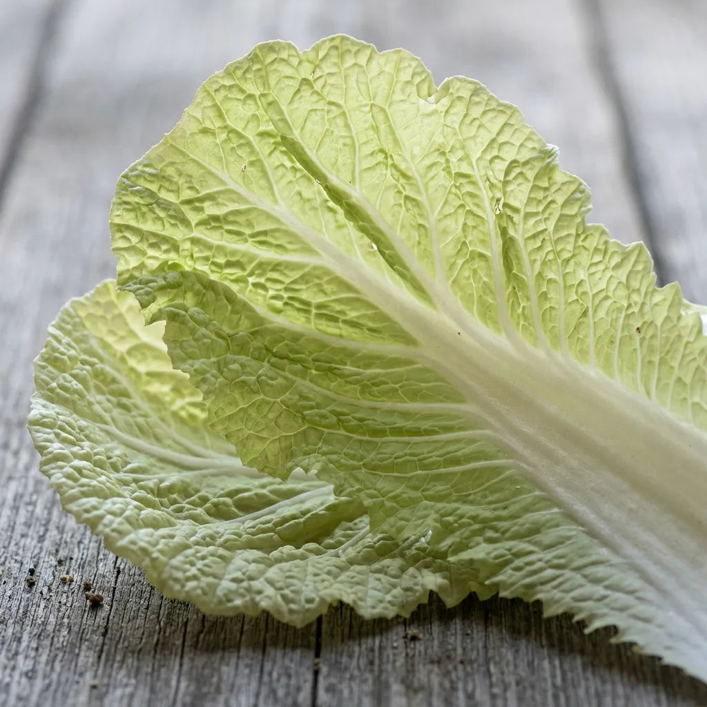 Feuille de chou chinois Pé-Tsaï Granaat en macro : large côte blanche et nervures en éventail — SemiSauvage