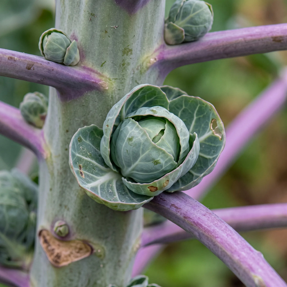 Macro d'un bourgeon axillaire de chou de Bruxelles Sanda à l'aisselle d'un pétiole violet