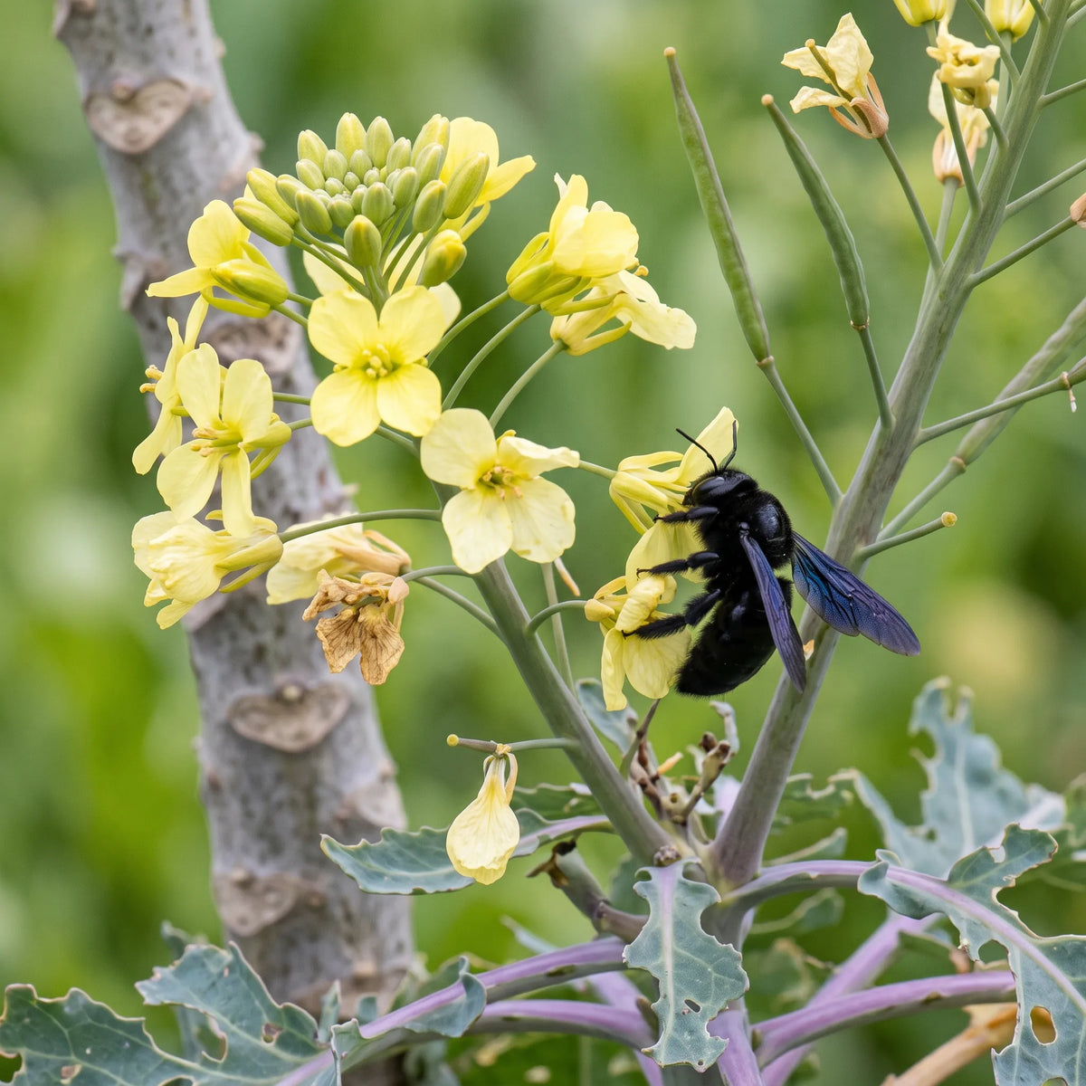 Chou de Bruxelles Sanda porte-graines en deuxième année, fleurs jaunes mellifères et abeille charpentière