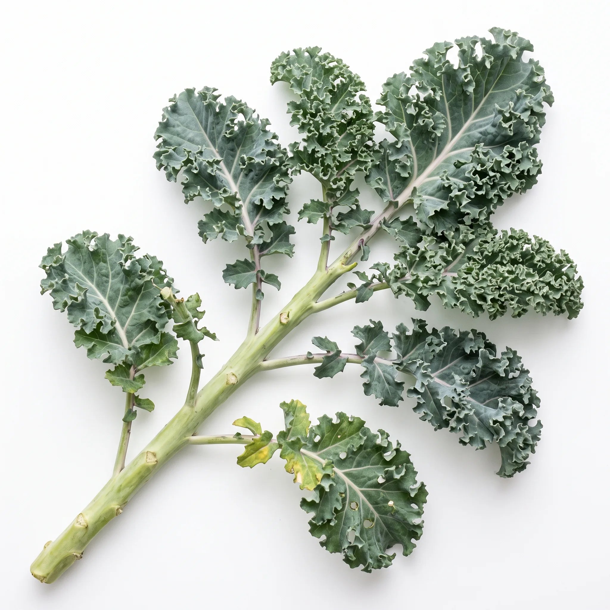 Tronçon de tige feuillé de chou kale frisé sur fond blanc