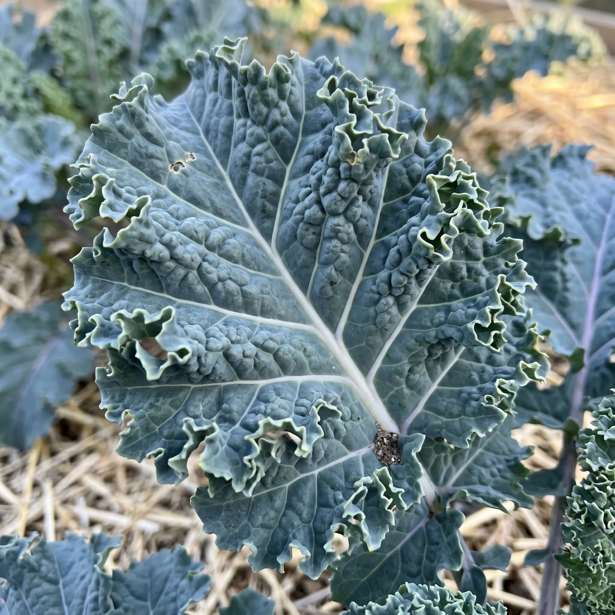 Gros plan sur la feuille très frisée et gaufrée du chou kale