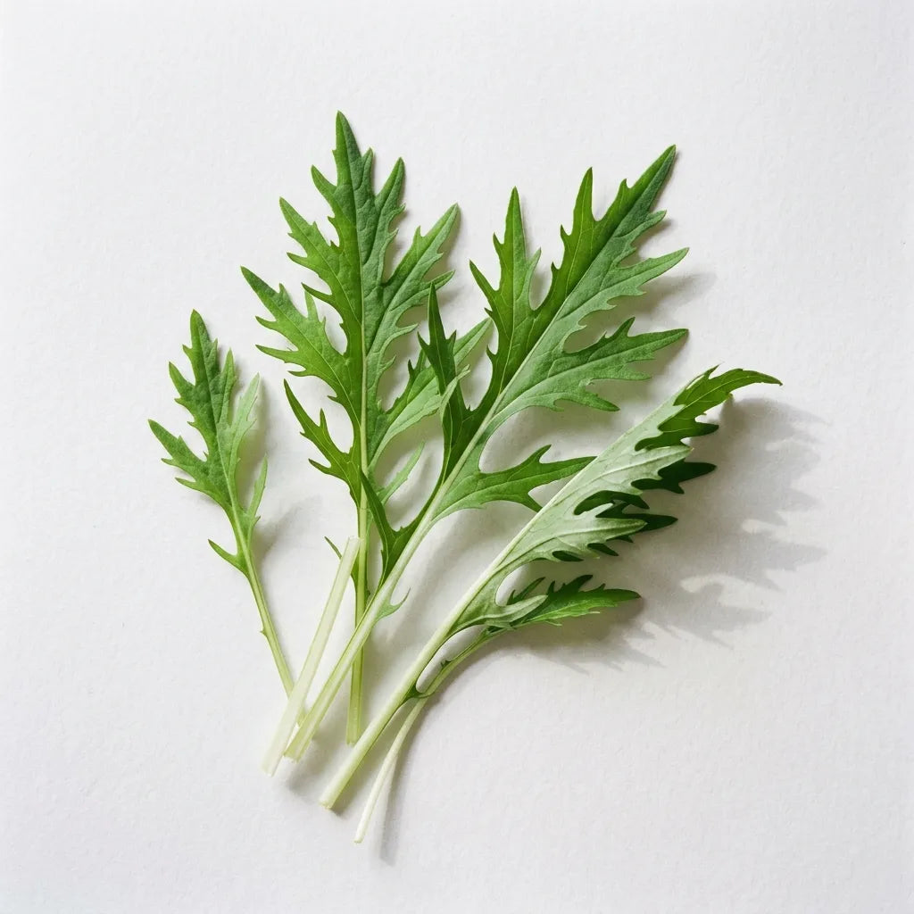Feuilles de mizuna (Brassica rapa var. japonica) sur fond blanc : limbes finement découpés en dentelle — SemiSauvage