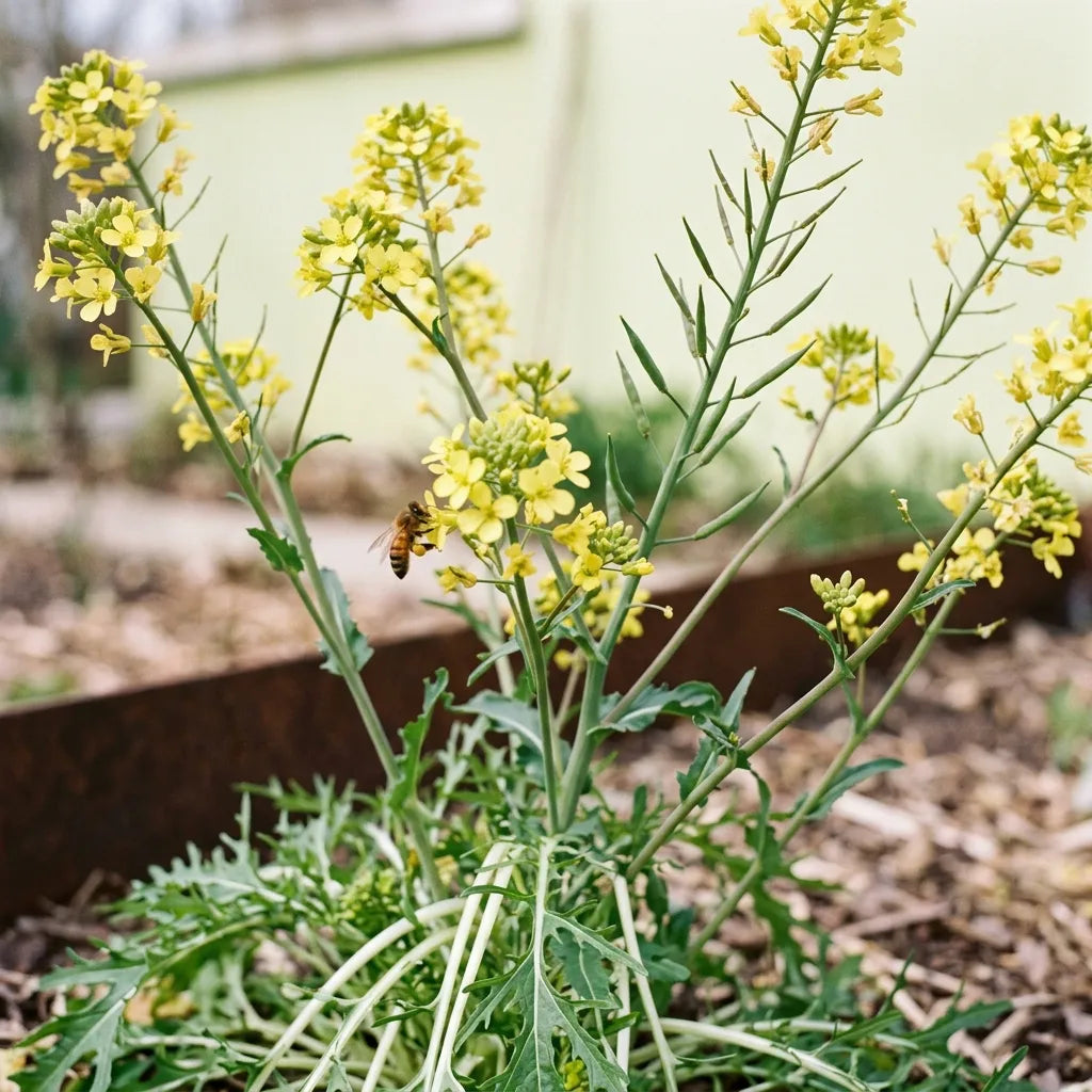 Mizuna monté à fleurs au printemps : grappes jaunes mellifères visitées par une abeille — SemiSauvage