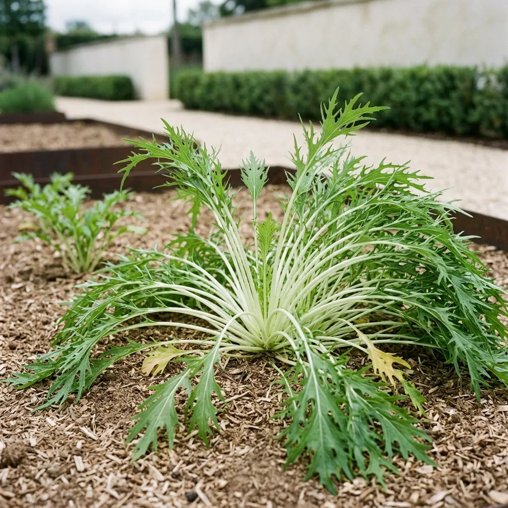 Touffe de mizuna évasée en gerbe au potager, longs pétioles blanc-vert et feuillage dentelé — SemiSauvage