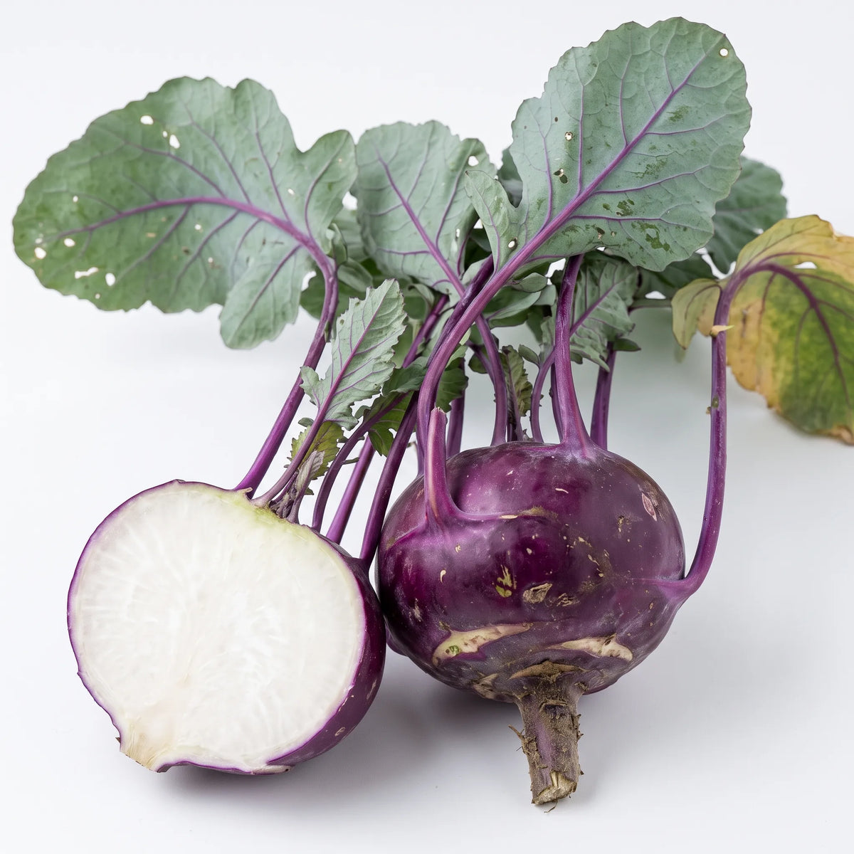 Chou-rave Delicatess Violet entier et coupé montrant sa chair blanche, sur fond blanc — graines reproductibles SemiSauvage