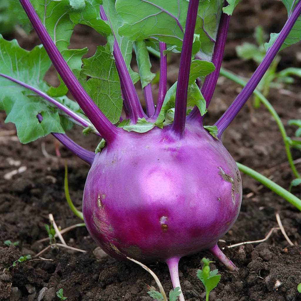 300 Delicatess Purple Kohlrabi Seeds