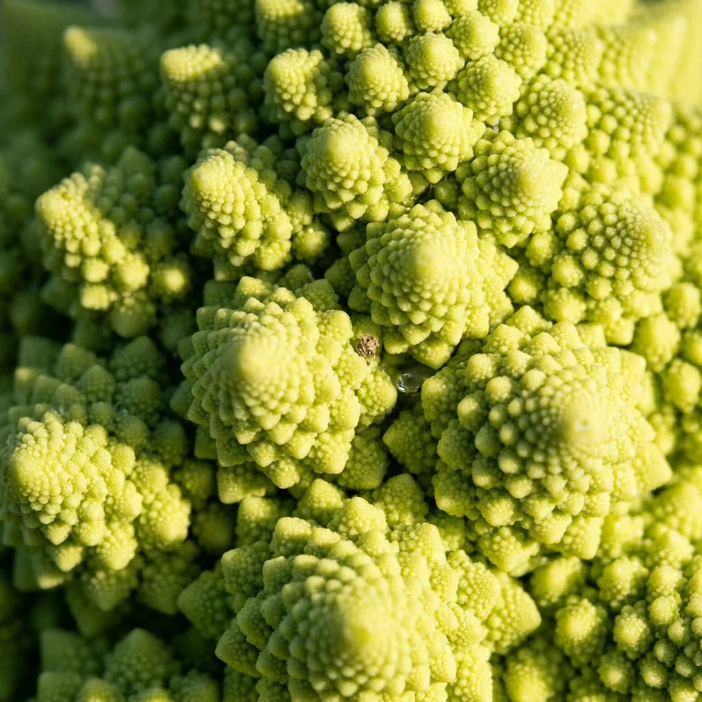 Géométrie fractale du chou Romanesco (Brassica oleracea var. botrytis) en gros plan — SemiSauvage