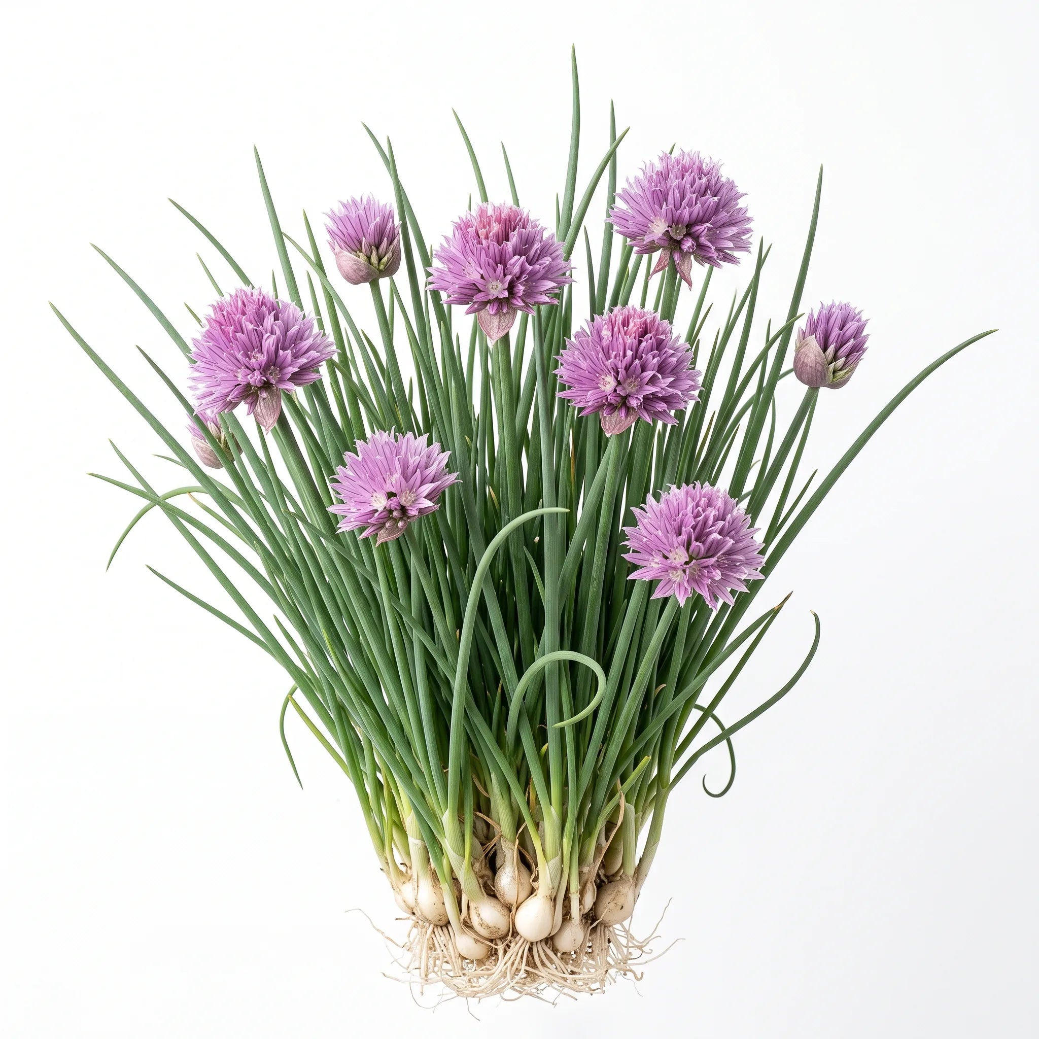 Touffe de ciboulette (Allium schoenoprasum) fleurie sur fond blanc, ombelles rose violet