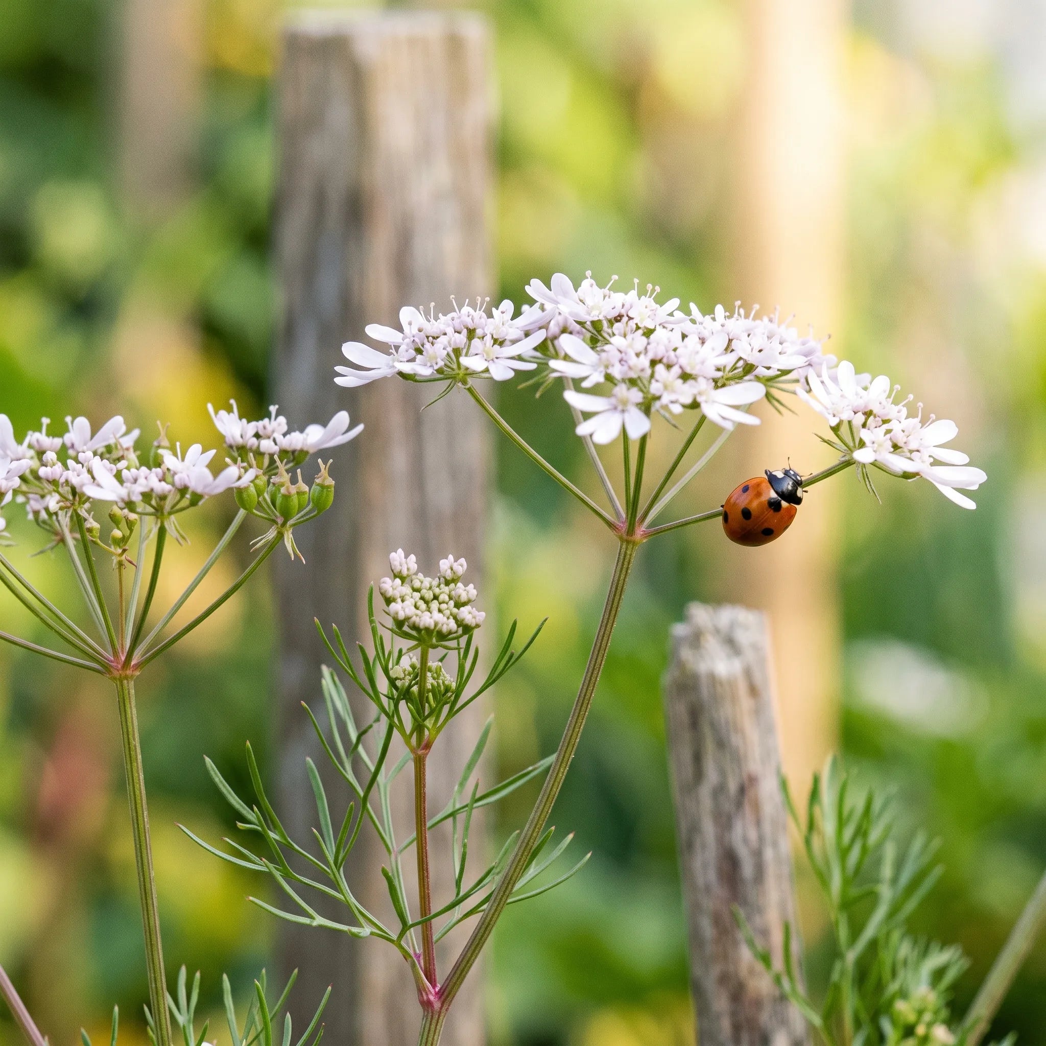 Ombelles blanc rosé de coriandre montée à fleurs, visitées par une coccinelle à sept points