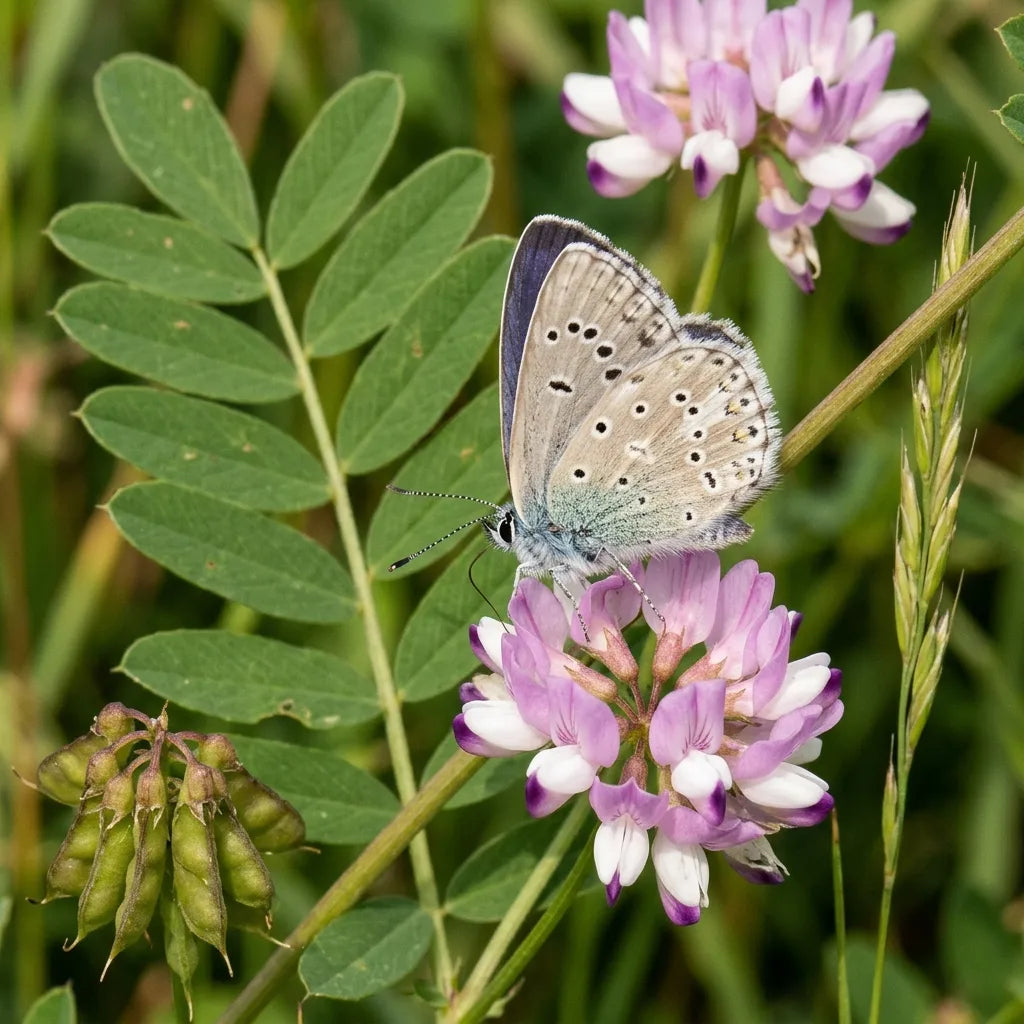 Demi-argus posé sur une ombelle de coronille bigarrée — SemiSauvage