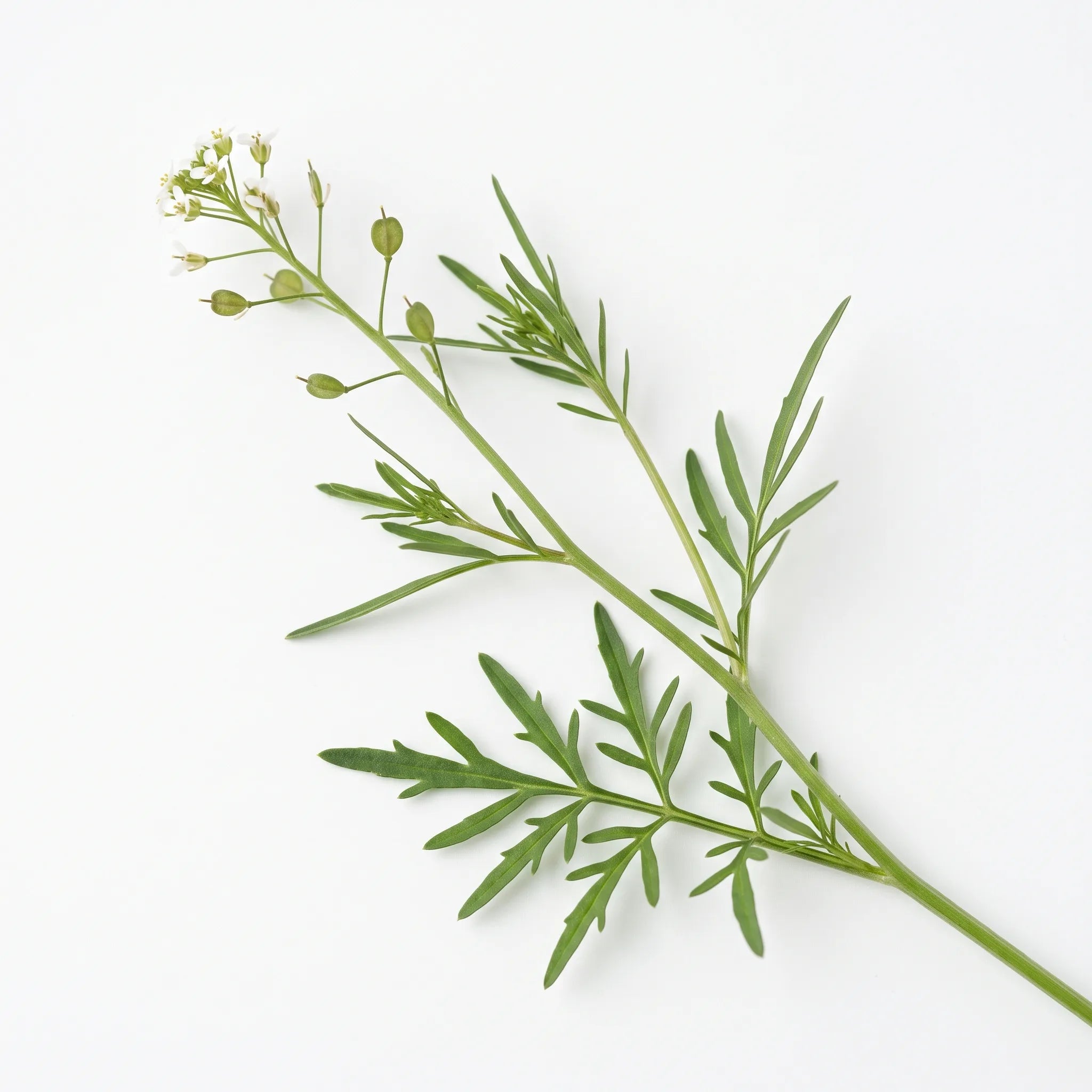 Tige feuillée de cresson alénois (Lepidium sativum) sur fond blanc — graines reproductibles SemiSauvage