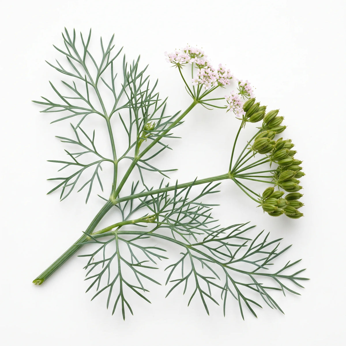 Rameau fleuri de cumin (Cuminum cyminum) sur fond blanc — graines reproductibles SemiSauvage