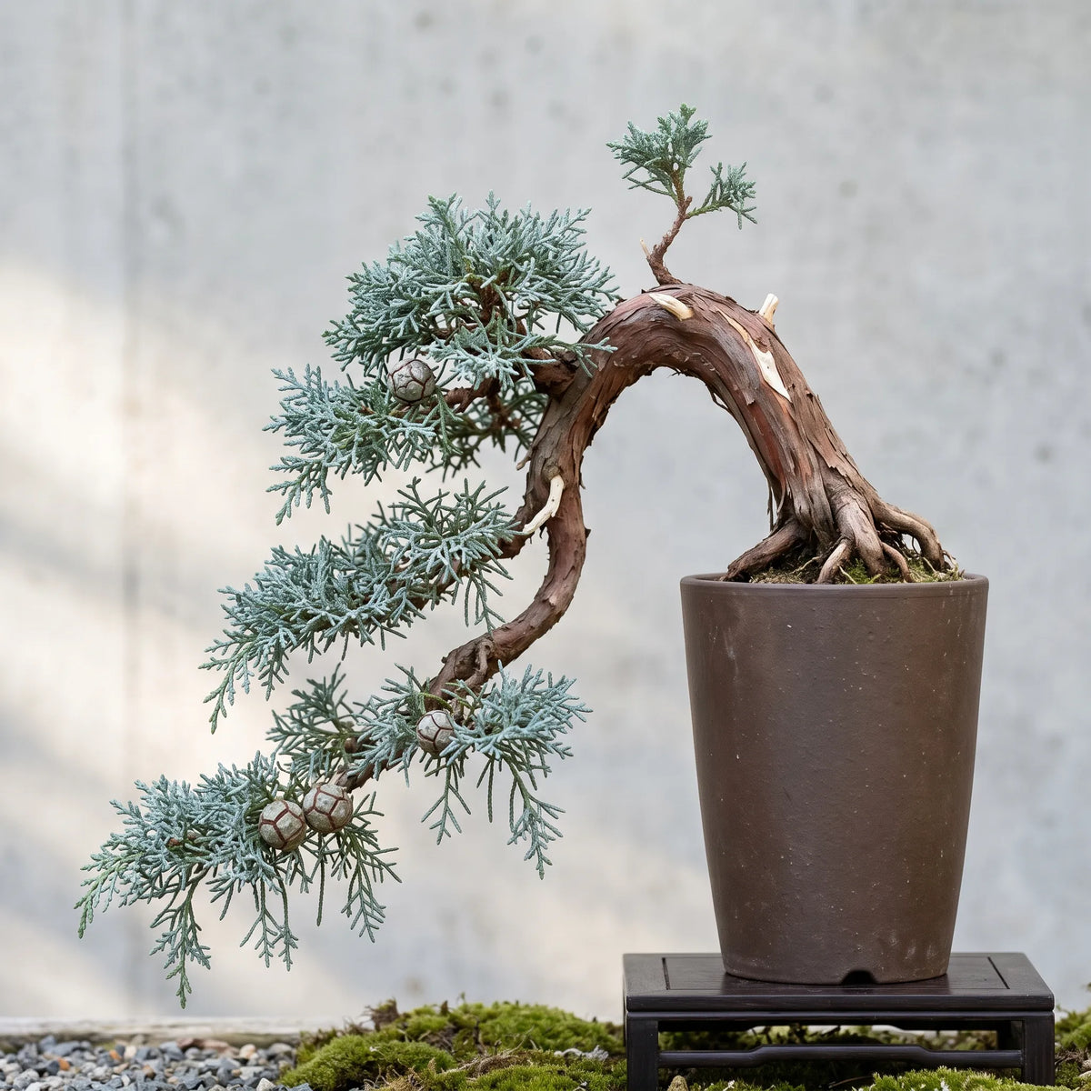 Bonsai de cypres du Cachemire conduit en semi-cascade han-kengai, feuillage bleute retombant