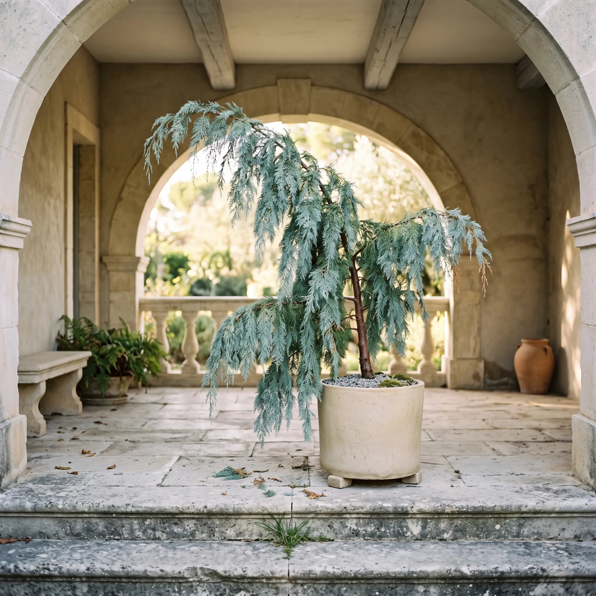 Cypres du Cachemire cultive en grand pot sous une loggia de pierre abritee