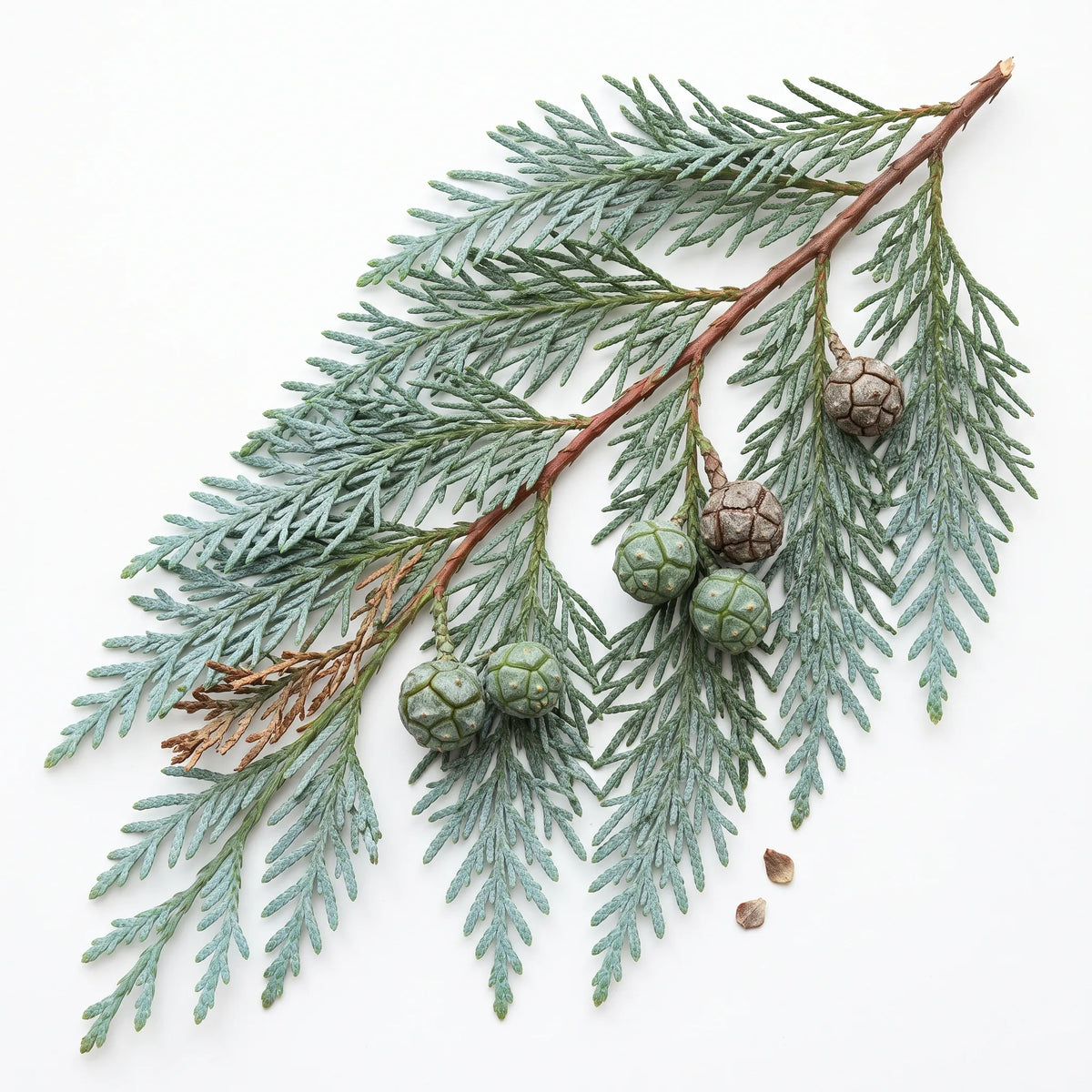 Rameau pleureur de cypres du Cachemire Cupressus cashmeriana sur fond blanc, feuillage bleute et cones spheriques