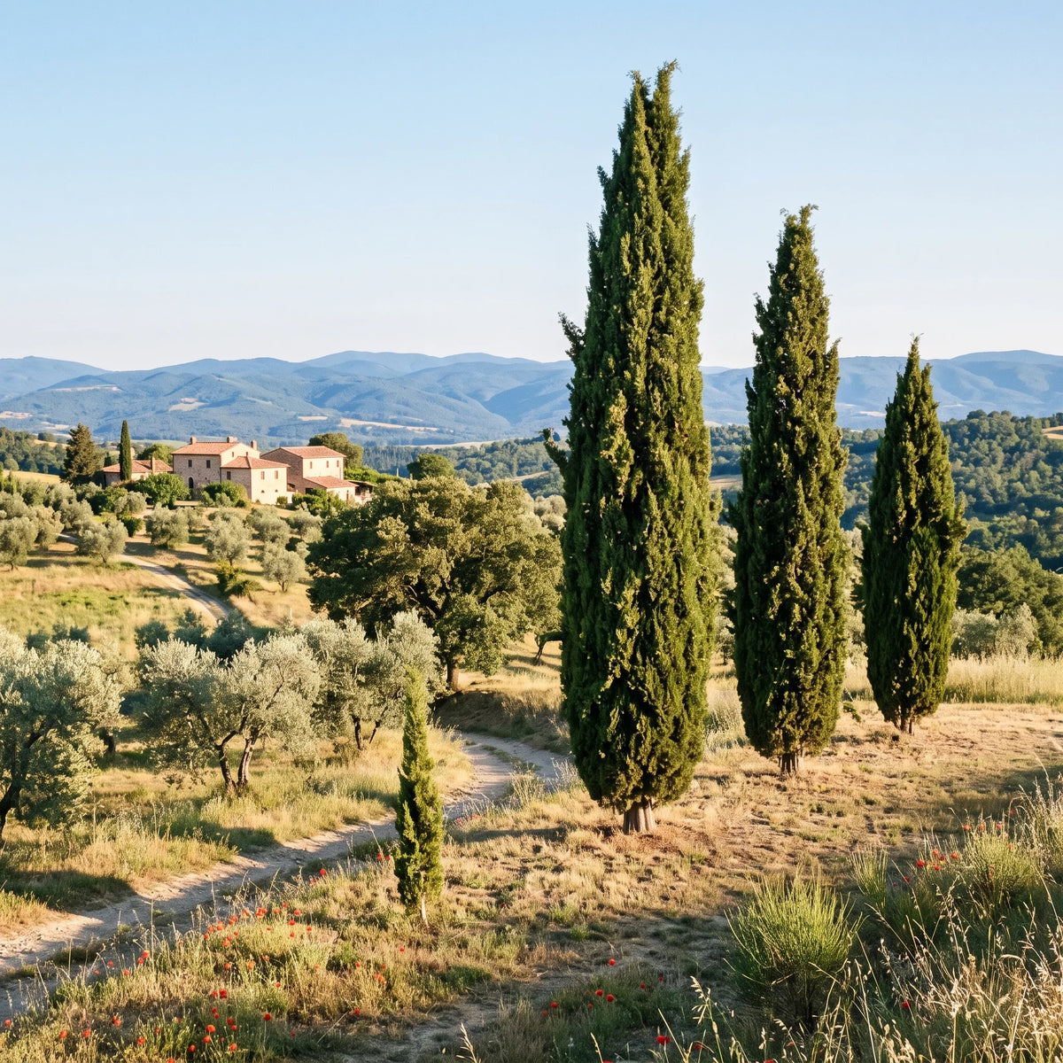 Trois cyprès d'Italie au port fastigié dressés en groupe irrégulier dans un paysage méditerranéen vallonné