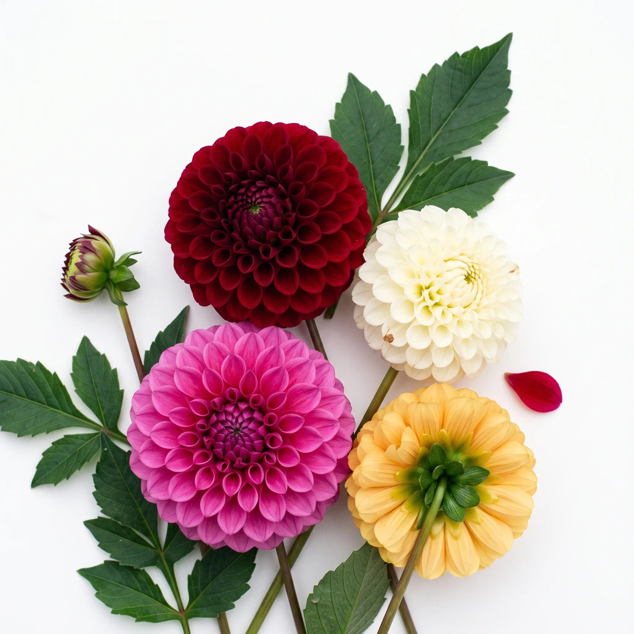 Fleurs coupées de dahlia pompon en quatre coloris, sur fond blanc