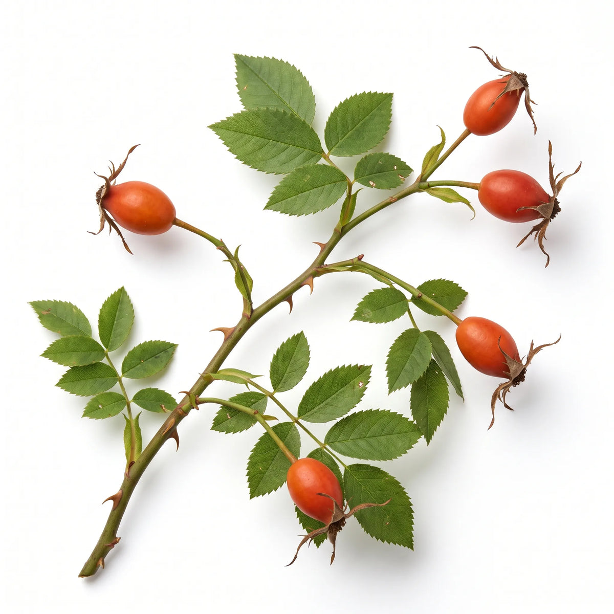 Rameau d'églantier sauvage (Rosa canina) chargé de cynorrhodons sur fond blanc — graines reproductibles SemiSauvage