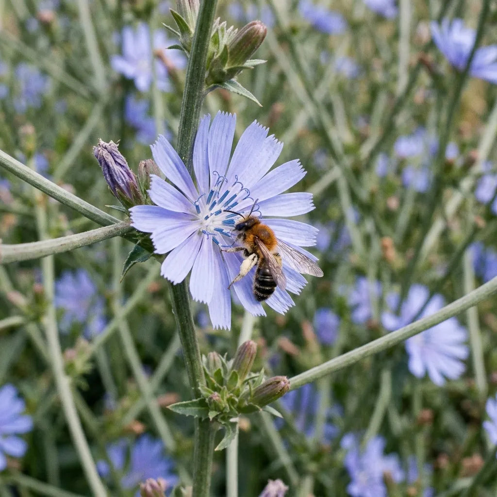 Fleur bleue de chicorée en deuxième année, ligules à cinq dents, visitée par une abeille solitaire chargée de pollen — SemiSauvage