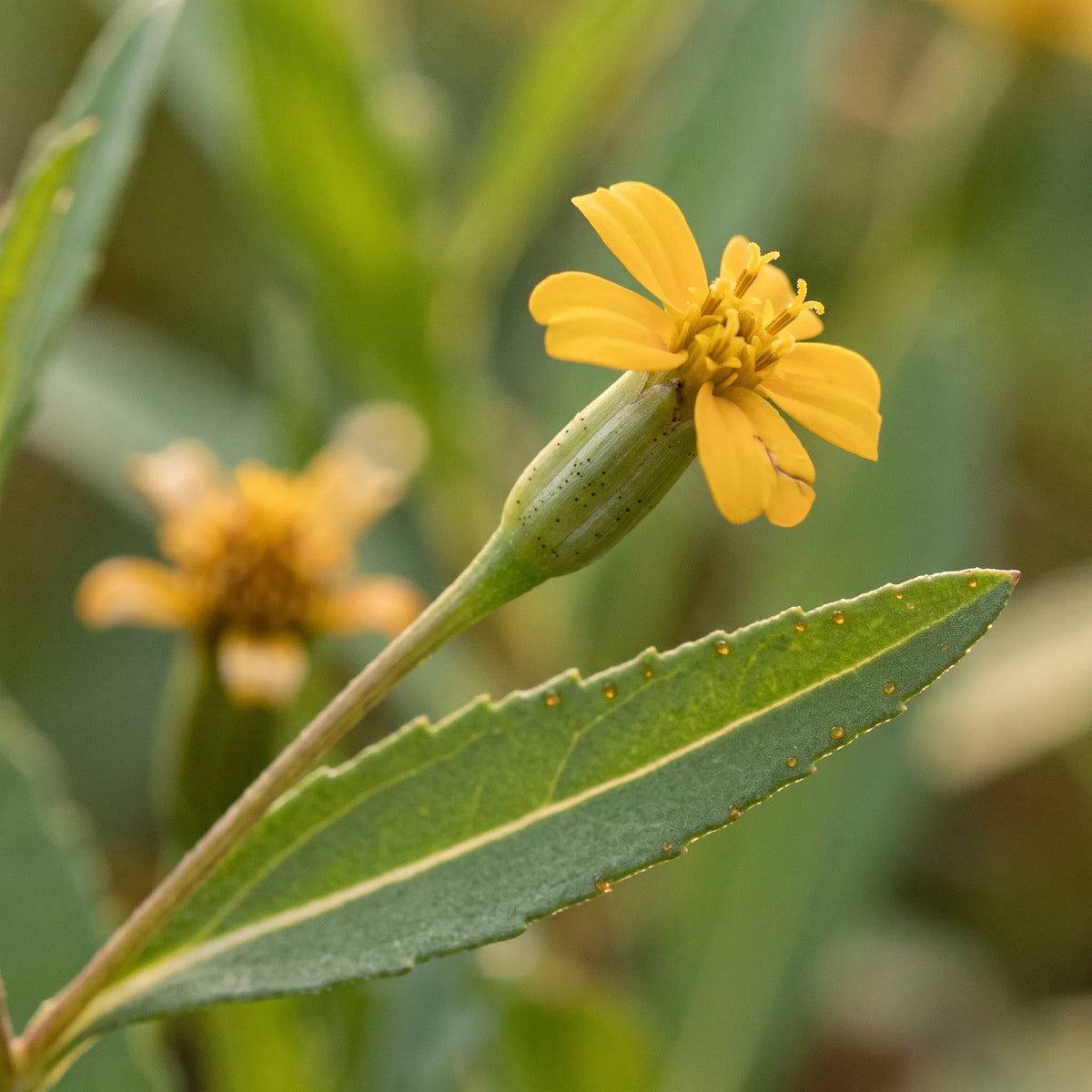 Macro d'un capitule d'estragon mexicain à trois ligules et de sa feuille simple — SemiSauvage